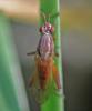 Sepedon spinipes